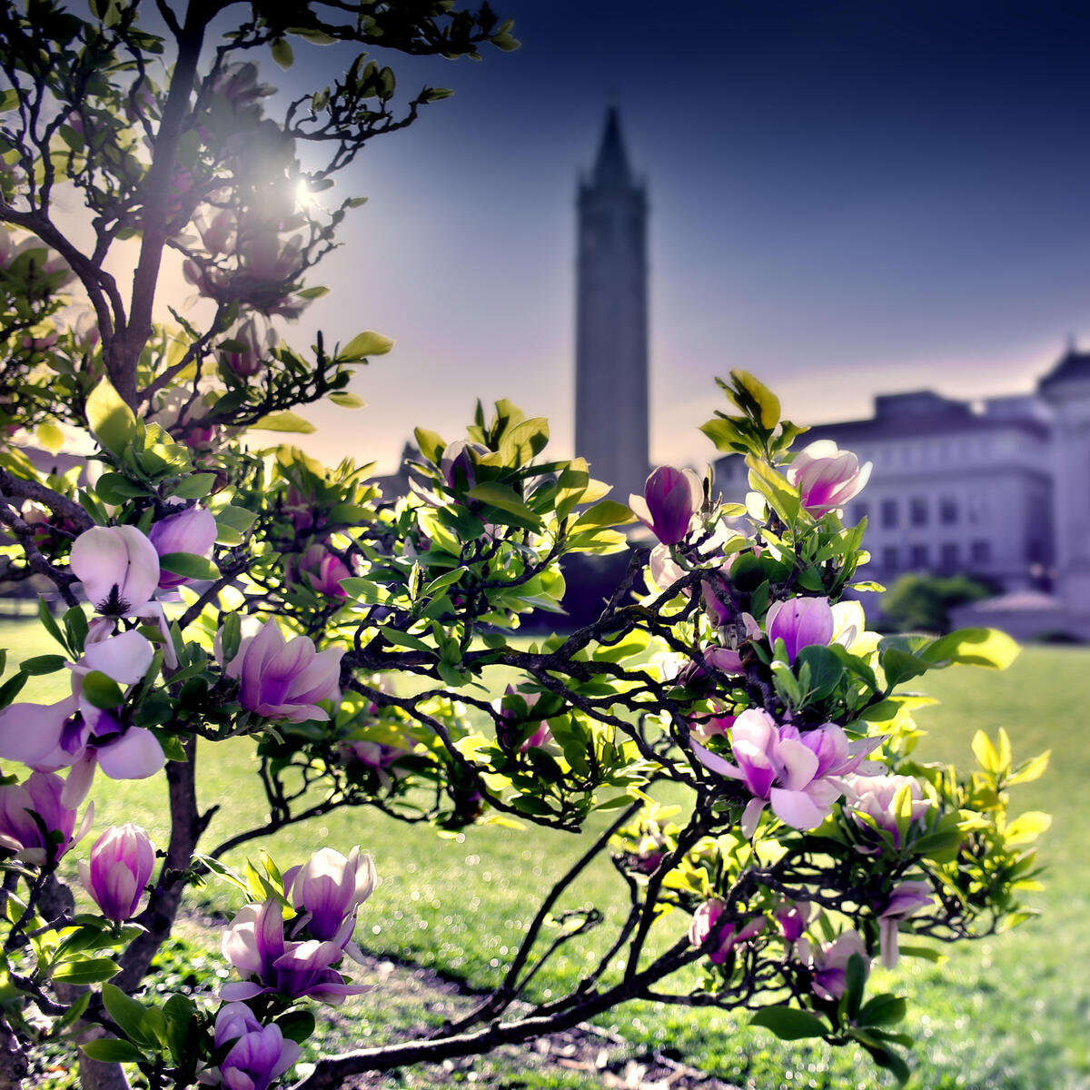 Decorative image of the Campanile and a magnolia tree during sunrise