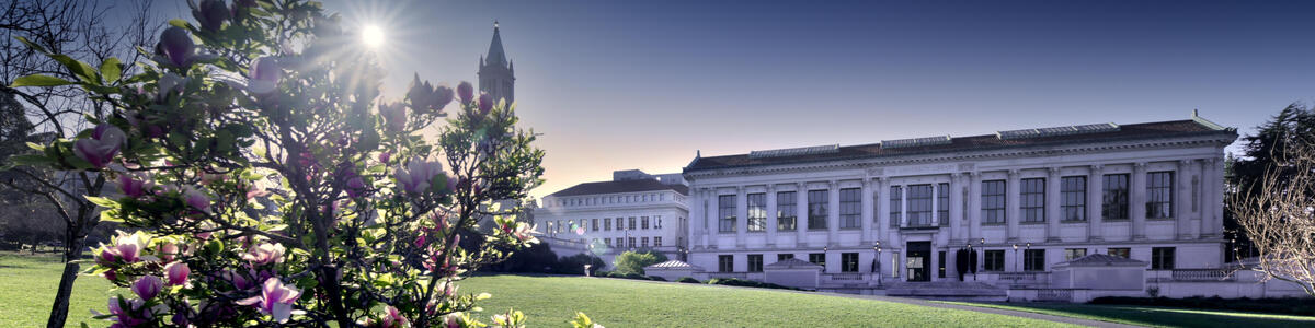 Decorative image of the Memorial Glade and a magnolia tree during sunrise